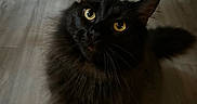 Salem is registered to the contest to win money with this photo: cat, black_cat, fluffy, pet, animal, indoor, floor, wooden_floor, curious, eyes, fur, whiskers, ears, looking_up, domestic_cat, feline, close_up, mammal, companion, cute