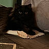 black_cat, cat, pet, indoor, wooden_floor, paper_bag, carpet, furniture, cushion, cozy, animal, fluffy, relaxed, eyes, mammal, domestic, floor, laying, resting, home