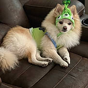 Odi Boat Mildon is registered to the contest to win money with this photo: dog, pomeranian, pet, costume, hat, green, fluffy, cute, animal, indoor, couch, leather, relaxed, sitting, fur, small_dog, funny, adorable, face, ears