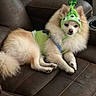 dog, pomeranian, pet, costume, hat, green, fluffy, cute, animal, indoor, couch, leather, relaxed, sitting, fur, small_dog, funny, adorable, face, ears