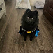 Batman joined the competition — help win amazing prizes! dog, black_dog, batman_costume, pet_costume, indoor, wooden_floor, cute, small_dog, fluffy, pet_tent, cushion, brown_sofa, looking_up, adorable, home, floor, costume, animal, canine, house