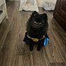 dog, black_dog, batman_costume, pet_costume, indoor, wooden_floor, cute, small_dog, fluffy, pet_tent, cushion, brown_sofa, looking_up, adorable, home, floor, costume, animal, canine, house