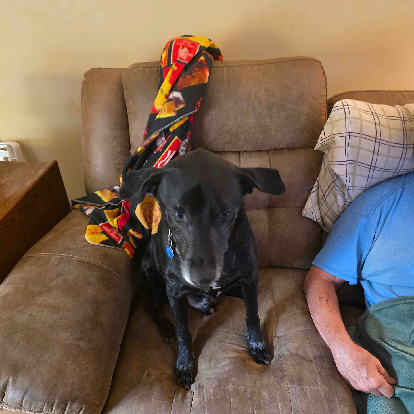 Black is registered to the contest to win money with this photo: animal, arm, black_dog, blanket, blue_shirt, casual, comfort, couch, cozy, dog, furniture, home, indoor, living_room, person, pet, resting, seated, textile, wooden_floor