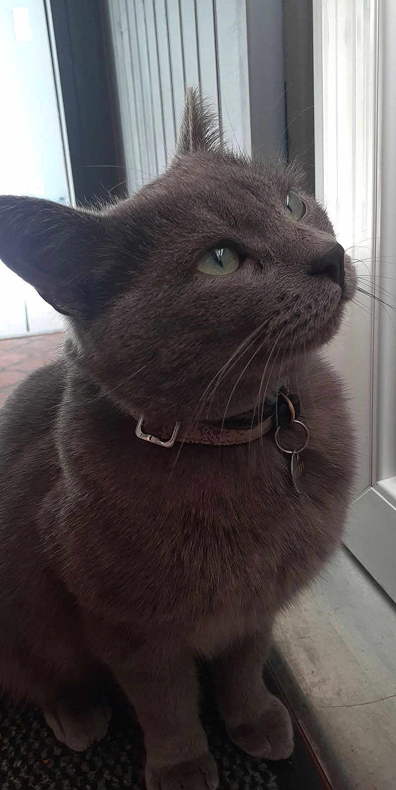 Plume participe au concours pour gagner de l'argent avec cette photo : cat, grey_cat, green_eyes, collar, pet, indoor, close_up, feline, whiskers, sitting, looking_up, fur, domestic_animal, animal, portrait, tag, door, natural_light, curious, quiet