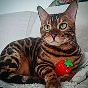 Willow participe au concours pour gagner de l'argent avec cette photo : bengal_cat, cat, green_eyes, striped_fur, plush_toy, strawberry_toy, indoor, blanket, cozy, pet, animal, feline, relaxed, cute, whiskers, closeup, domestic_cat, resting, sofa, fur_pattern
