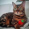 bengal_cat, cat, green_eyes, striped_fur, plush_toy, strawberry_toy, indoor, blanket, cozy, pet, animal, feline, relaxed, cute, whiskers, closeup, domestic_cat, resting, sofa, fur_pattern