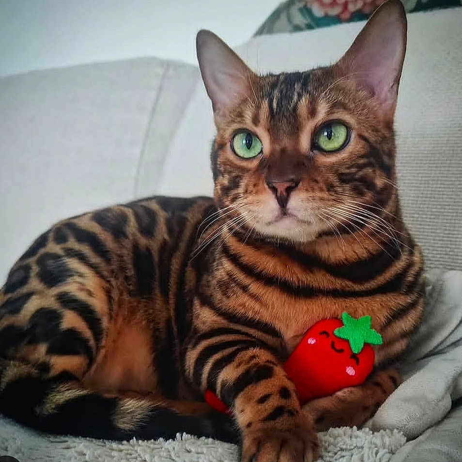 Willow participe au concours pour gagner de l'argent avec cette photo : bengal_cat, cat, green_eyes, striped_fur, plush_toy, strawberry_toy, indoor, blanket, cozy, pet, animal, feline, relaxed, cute, whiskers, closeup, domestic_cat, resting, sofa, fur_pattern