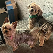 Rocky And Lucy joined the competition — help win amazing prizes! dog, pet, stairs, indoor, carpet, small_dog, curious, collar, bandana, fur, animal, cute, companion, domestic, friendly, looking_up, two_dogs, home, floor, box
