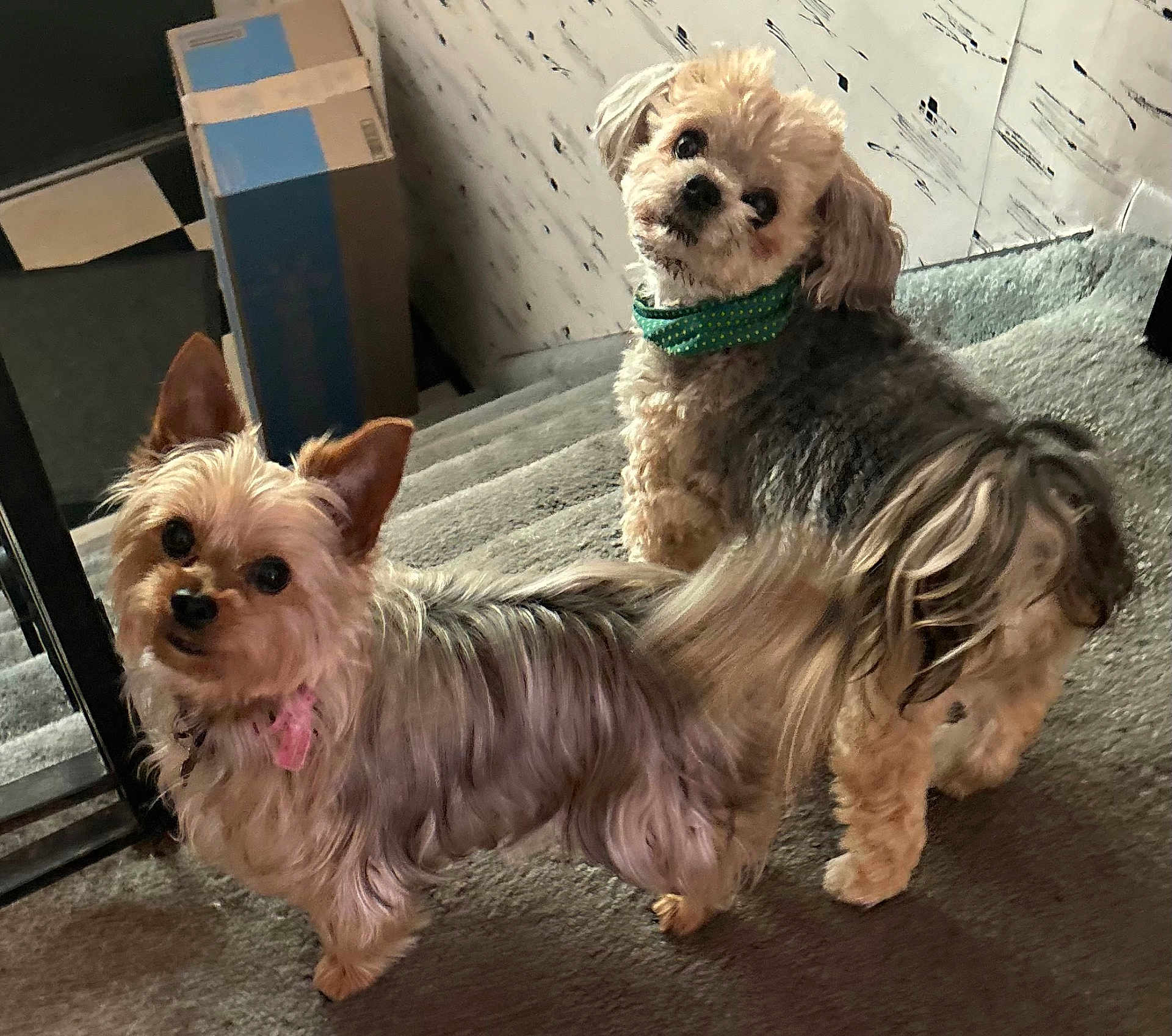 Rocky And Lucy