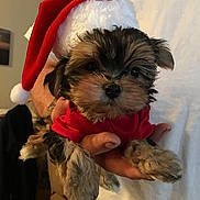 Rocky is registered to the contest to win money with this photo: