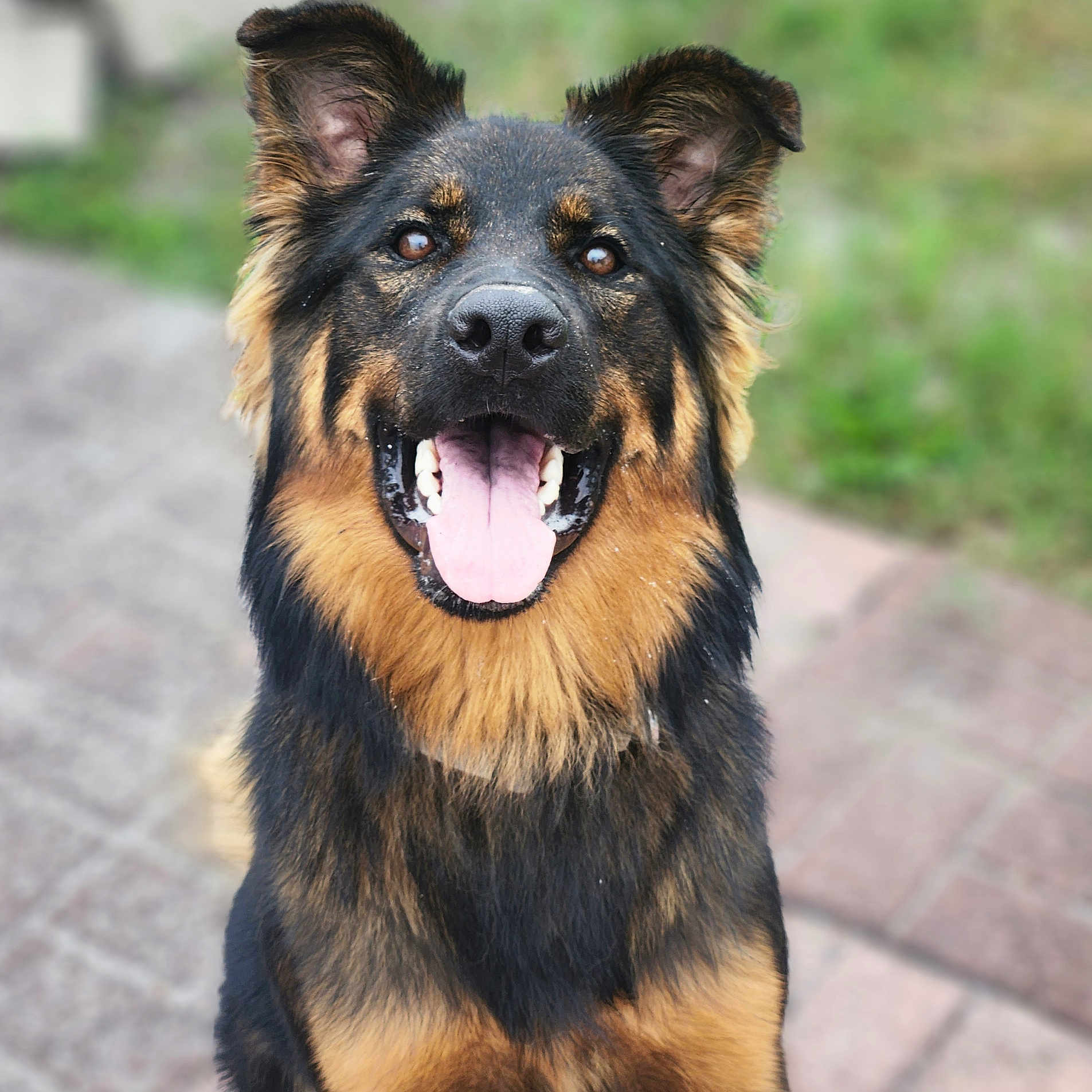 Cru is registered to the contest to win money with this photo: animal, bodypart, canine, dog, germanshepherd, mouth, person, pet, policedog, puppy, snout, terrier, tongue
