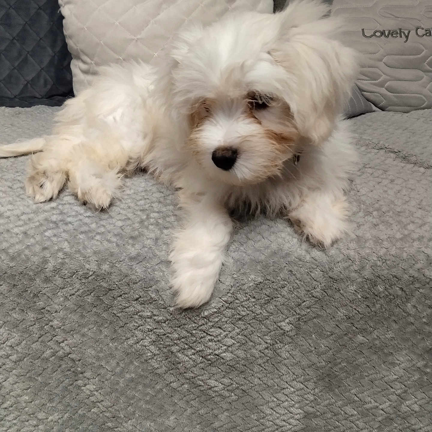 Vanille participe au concours pour gagner de l'argent avec cette photo : adorable, animal, blanket, companion, cozy, cute, dog, domestic_animal, fluffy, fur, home, indoor, lying_down, pet, pillow, puppy, resting, soft_texture, white_dog, young_dog