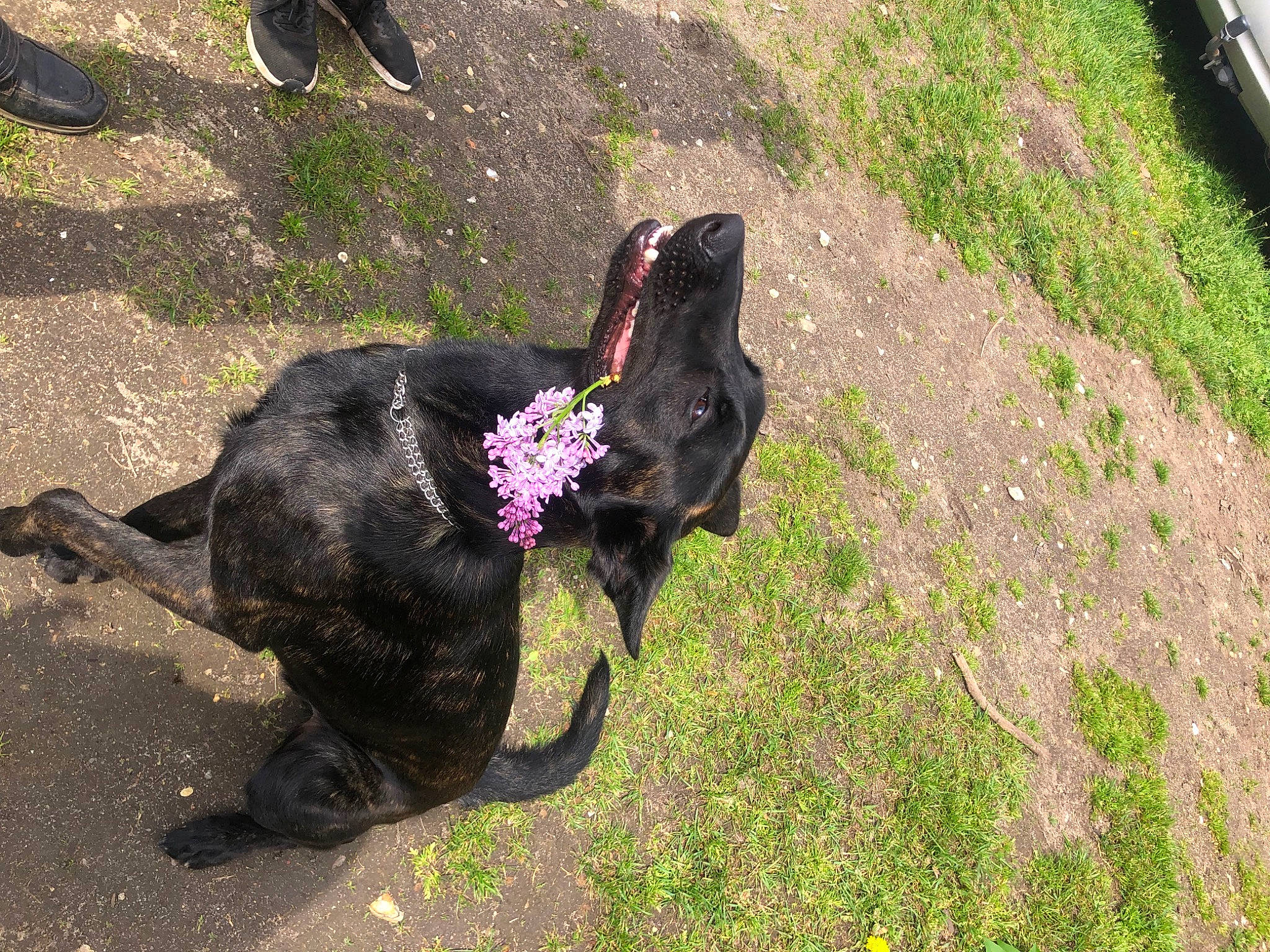 Sky a rejoint le concours — aidez-le/la à gagner de superbes lots ! asphalt, carnivore, dog_breed, fashion_accessory, felidae, flower, fur, grass, hat, leash, petal, plant, road_surface, shadow, soil, tail, terrestrial_animal, working_animal