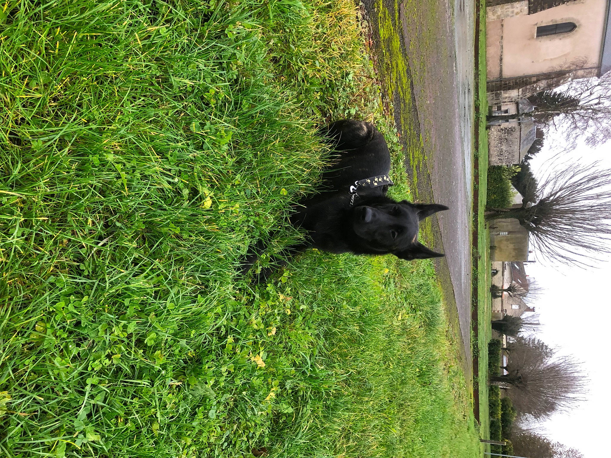 Sky participe au concours pour gagner de l'argent avec cette photo : building, carnivore, dog, grass, grass_family, grassland, groundcover, house, palm_tree, plant, shadow, shrub, sky, tail, terrestrial_animal, tints_and_shades, tree, trunk, vegetation, window