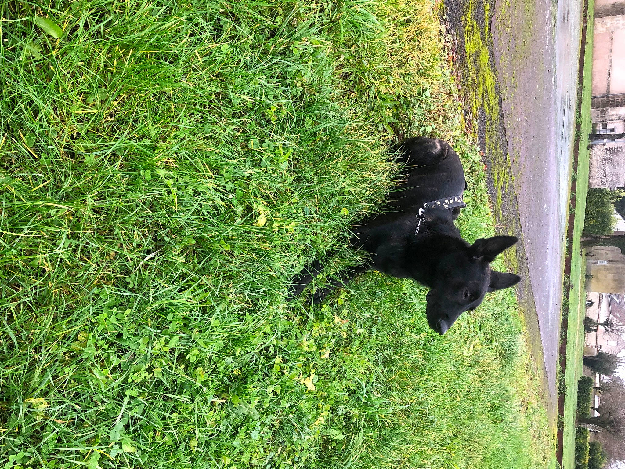 Sky participe au concours pour gagner de l'argent avec cette photo : carnivore, dog_breed, felidae, grass, grass_family, groundcover, herbaceous_plant, plant, shadow, shrub, soil, tail, terrestrial_animal, terrestrial_plant, tints_and_shades, tree, trunk, vegetation, wildlife, wood