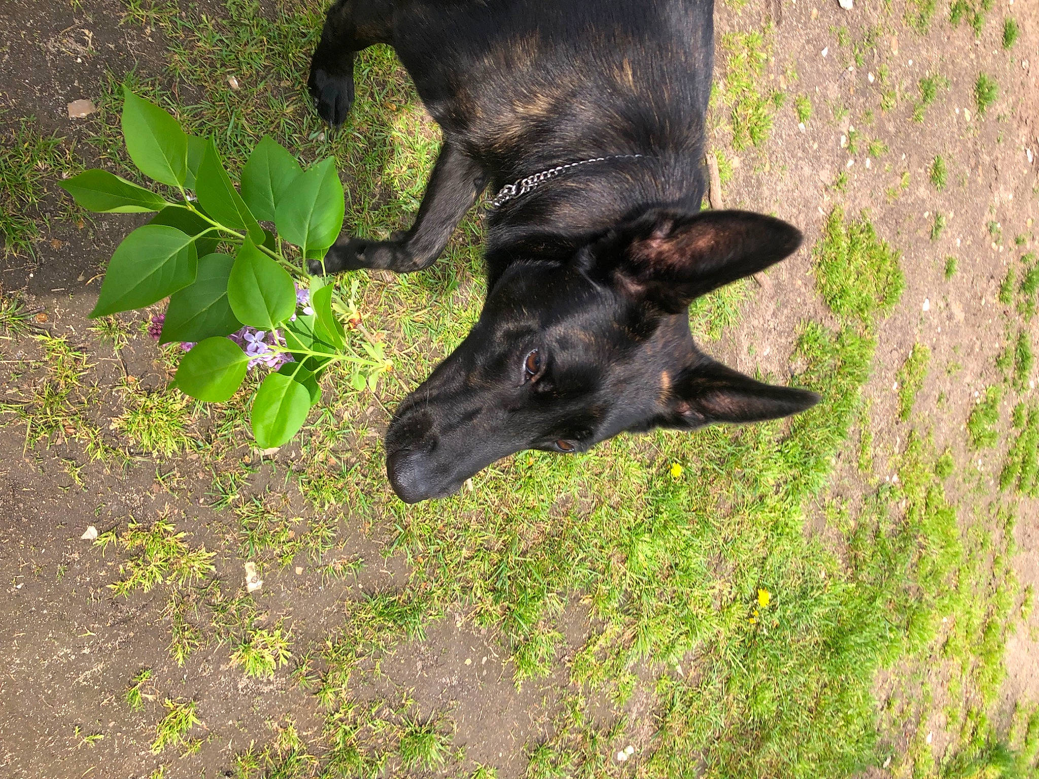 Sky a rejoint le concours — aidez-le/la à gagner de superbes lots ! bat, canidae, carnivore, dog, dog_breed, fawn, foot, grass, groundcover, herbaceous_plant, liver, plant, snout, soil, sporting_group, tail, terrestrial_animal, terrestrial_plant, wildlife, working_animal