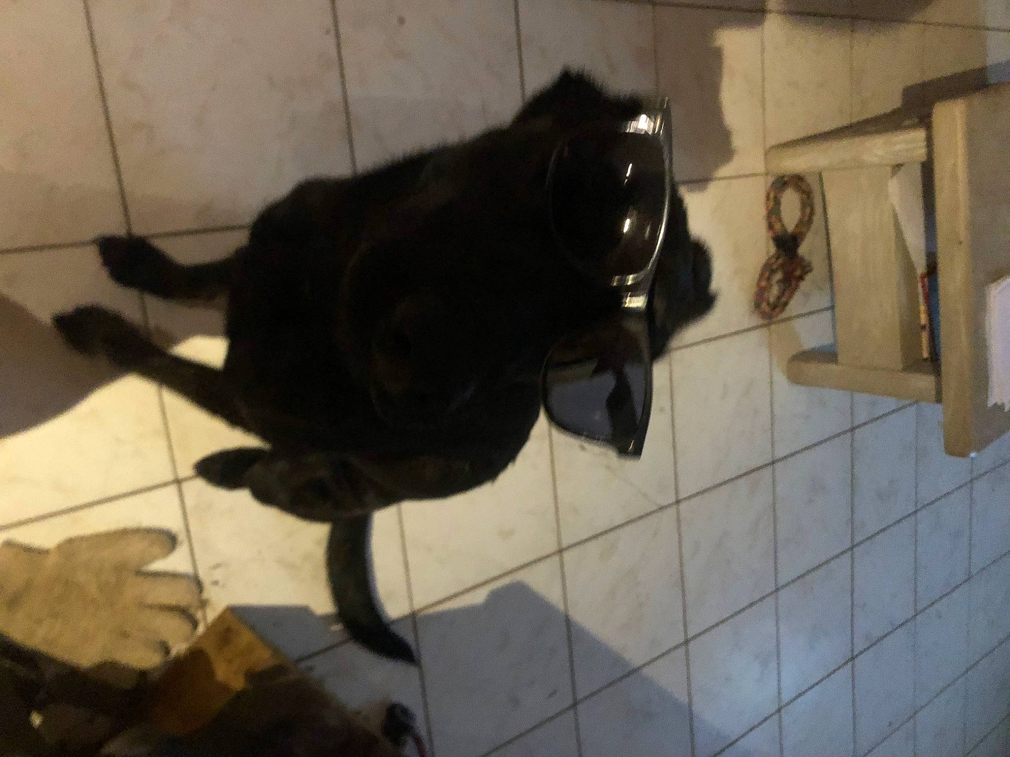 Sky participe au concours pour gagner de l'argent avec cette photo : black_cat, canidae, carnivore, cat, dog_breed, domestic_short_haired_cat, felidae, flooring, fur, pet_supply, room, shadow, small_to_medium_sized_cats, snout, sporting_group, tail, terrestrial_animal, tile, whiskers