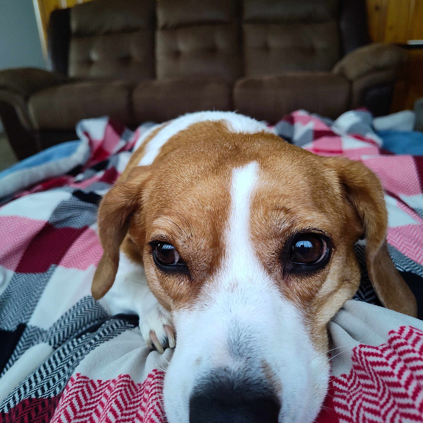 Lady joined the competition — help win amazing prizes! animal, architecture, armchair, beagle, blanket, building, canine, chair, couch, cushion, dog, furniture, homedecor, hound, indoors, interiordesign, livingroom, pet, puppy, room