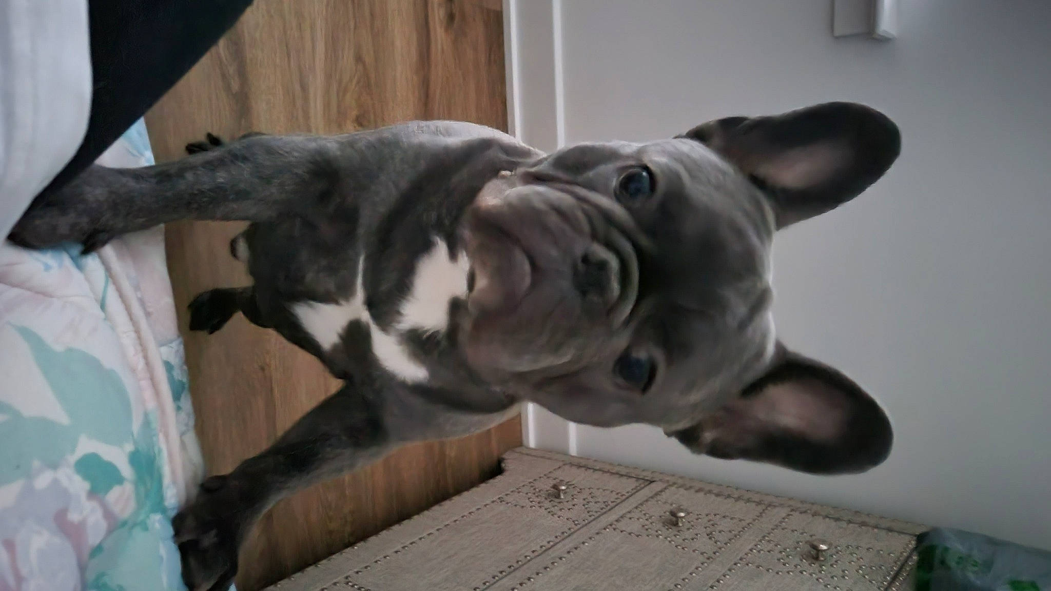 Tito joined the competition — help win amazing prizes! boston_terrier, canidae, carnivore, companion_dog, dog, dog_breed, ear, fawn, guard_dog, non_sporting_group, sporting_group, tail, terrestrial_animal, whiskers, wood, working_animal, working_dog, wrinkle