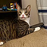 Beans is registered to the contest to win money with this photo: cat, tabby, pet, animal, feline, portrait, close_up, wide_eyed, tongue, whiskers, ears, striped_fur, white_paws, sitting, lounging, sofa, couch, indoor, shelf, curtain