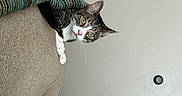 Beans is registered to the contest to win money with this photo: cat, tabby_cat, white_paws, animal, pet, feline, face, eyes, whiskers, pink_nose, curious, playful, peeking, upside_down, sofa, couch, blanket, living_room, indoor, portrait