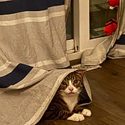 Beans is registered to the contest to win money with this photo: cat, tabby_cat, white_chest, white_paws, pet, animal, portrait, peeking, curtain, fabric, window, indoor, home, wood_floor, red_toy, hanging_toy, cozy, funny, wide_eyed, crouching
