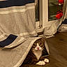 cat, tabby_cat, white_chest, white_paws, pet, animal, portrait, peeking, curtain, fabric, window, indoor, home, wood_floor, red_toy, hanging_toy, cozy, funny, wide_eyed, crouching