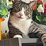 Beans joined the competition — help win amazing prizes! cat, tabby_cat, pet, animal, feline, portrait, close_up, green_eyes, whiskers, pink_nose, striped_fur, white_chest, sitting, relaxed, indoor, flowers, plants, colorful_background, furniture, photography