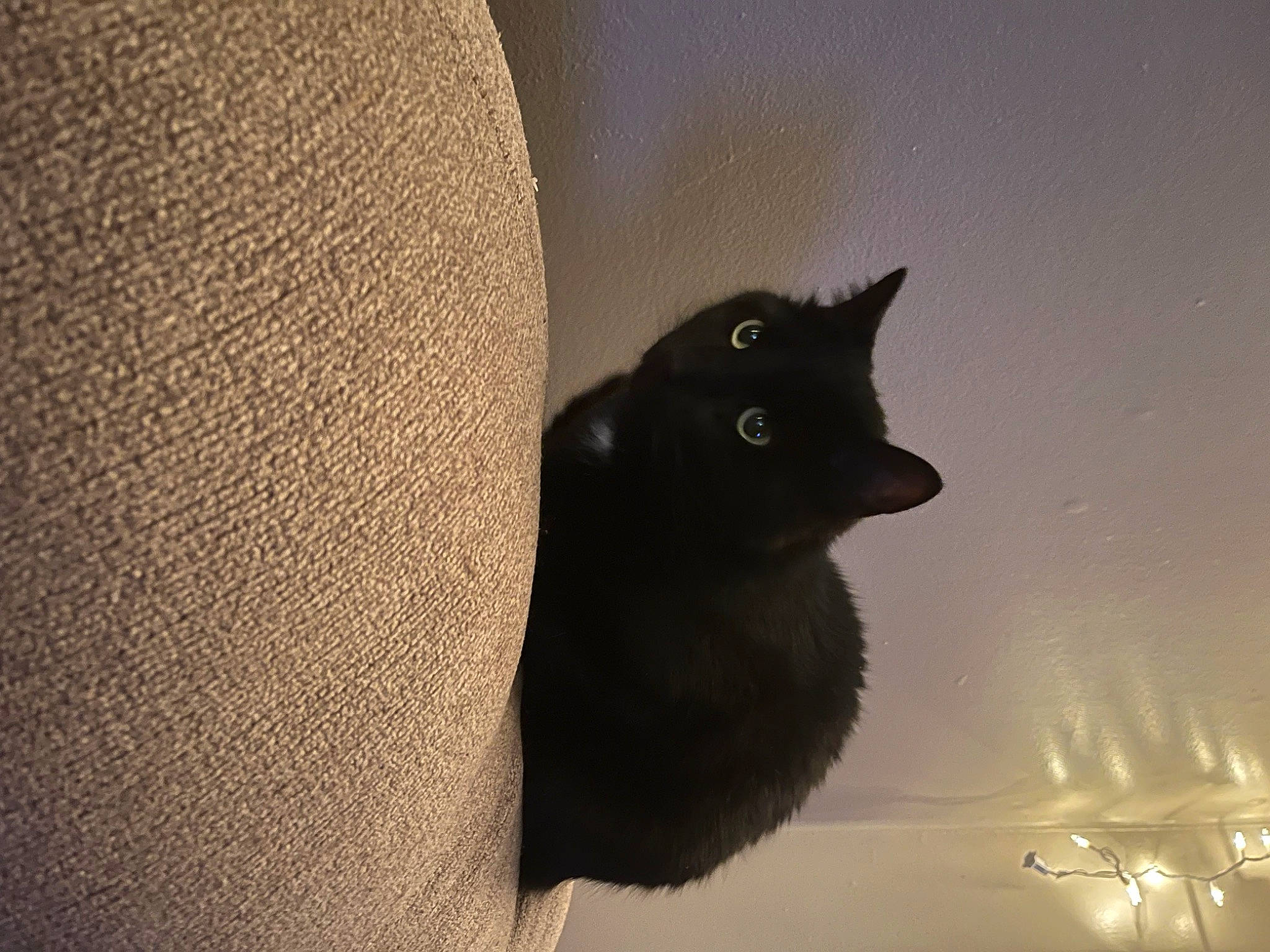 Bandit joined the competition — help win amazing prizes! black_cat, bombay, carnivore, cat, comfort, domestic_short_haired_cat, felidae, fur, grey, room, shadow, small_to_medium_sized_cats, snout, tail, terrestrial_animal, tints_and_shades, tree, whiskers, window, wood