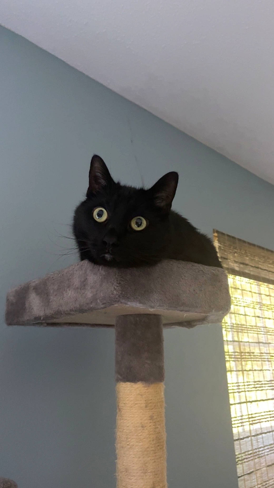 Bandit joined the competition — help win amazing prizes! black_cat, carnivore, cat, cat_furniture, cat_supply, domestic_short_haired_cat, felidae, fixture, fur, pet_supply, room, small_to_medium_sized_cats, snout, tail, tints_and_shades, whiskers, window