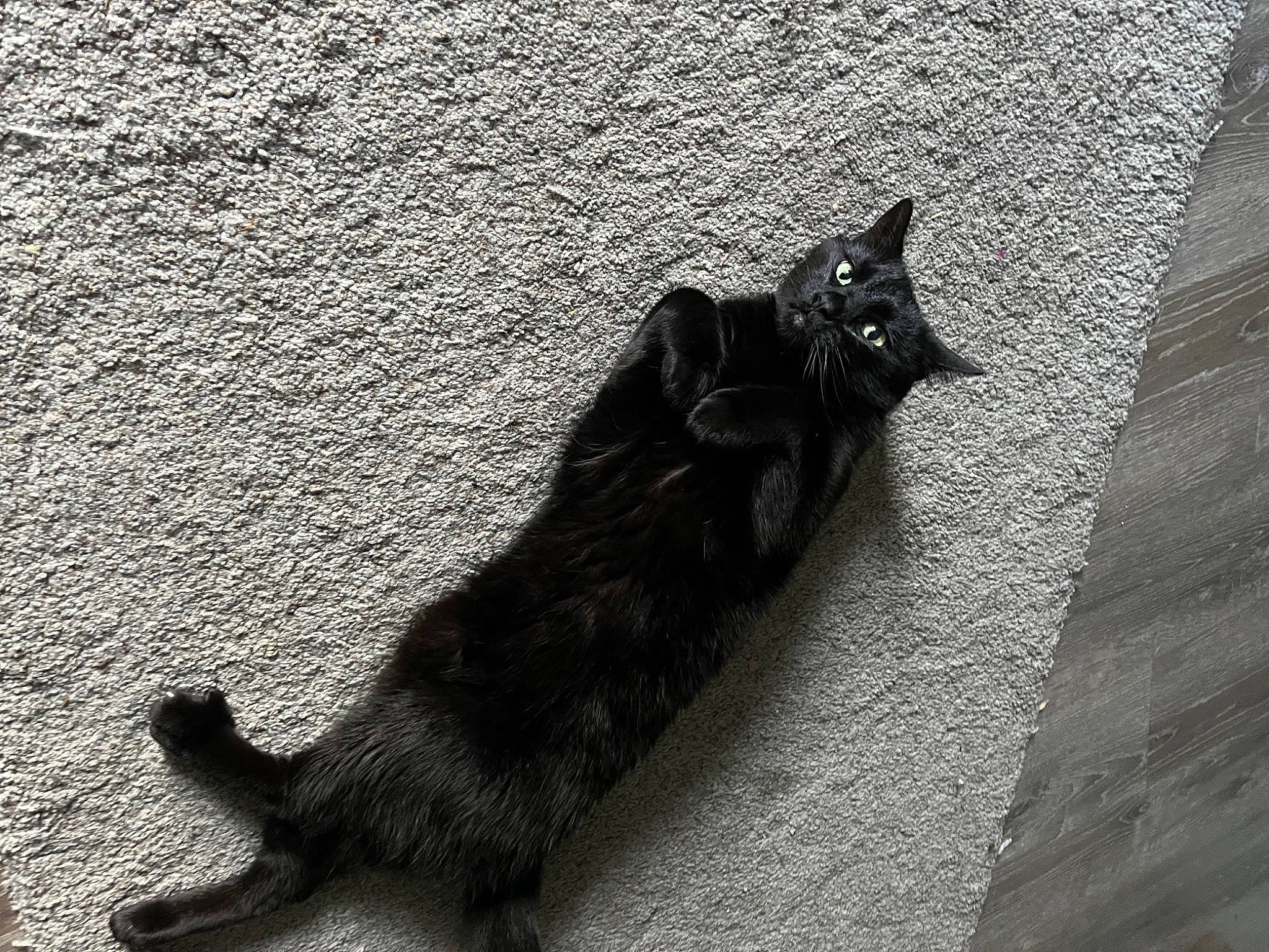 Bandit is registered to the contest to win money with this photo: asphalt, black_and_white, carnivore, cat, domestic_short_haired_cat, felidae, flooring, fur, grey, monochrome, monochrome_photography, road, road_surface, shadow, small_to_medium_sized_cats, snout, style, tail, tints_and_shades, whiskers