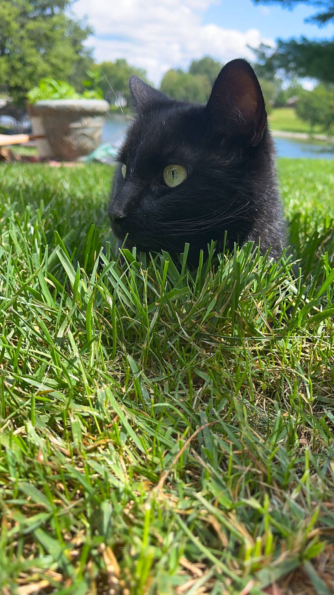 Bandit is registered to the contest to win money with this photo: black_cat, bombay, carnivore, cat, domestic_short_haired_cat, felidae, grass, grass_family, groundcover, lawn, mammal, plant, shrub, small_to_medium_sized_cats, tail, terrestrial_animal, terrestrial_plant, tree, vertebrate, whiskers