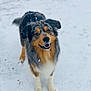 Kenny a rejoint le concours — aidez-le/la à gagner de superbes lots ! dog, snow, outdoor, animal, pet, fur, happy, winter, canine, playful, mammal, friendly, nature, walking, cold, snowflakes, looking_up, standing, adorable, fluffy