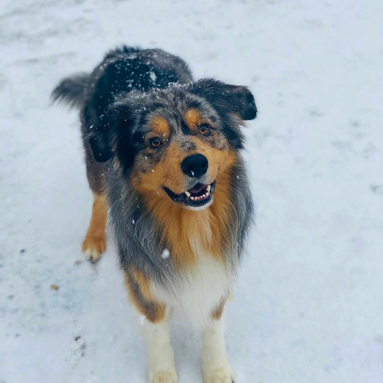 Kenny a rejoint le concours — aidez-le/la à gagner de superbes lots ! adorable, animal, canine, cold, dog, fluffy, friendly, fur, happy, looking_up, mammal, nature, outdoor, pet, playful, snow, snowflakes, standing, walking, winter