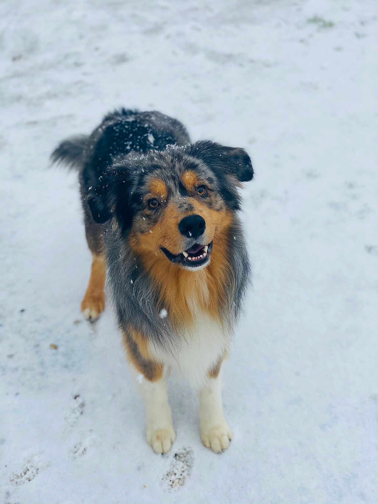 Kenny a rejoint le concours — aidez-le/la à gagner de superbes lots ! dog, snow, outdoor, animal, pet, fur, happy, winter, canine, playful, mammal, friendly, nature, walking, cold, snowflakes, looking_up, standing, adorable, fluffy