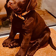 Api a rejoint le concours — aidez-le/la à gagner de superbes lots ! puppy, dog, labrador, chocolate, brown_fur, pet, collar, doormat, indoor, sitting, young_dog, cute, animal, canine, portrait, looking_up, ears, paws, floor, waiting