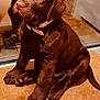puppy, dog, labrador, chocolate, brown_fur, pet, collar, doormat, indoor, sitting, young_dog, cute, animal, canine, portrait, looking_up, ears, paws, floor, waiting