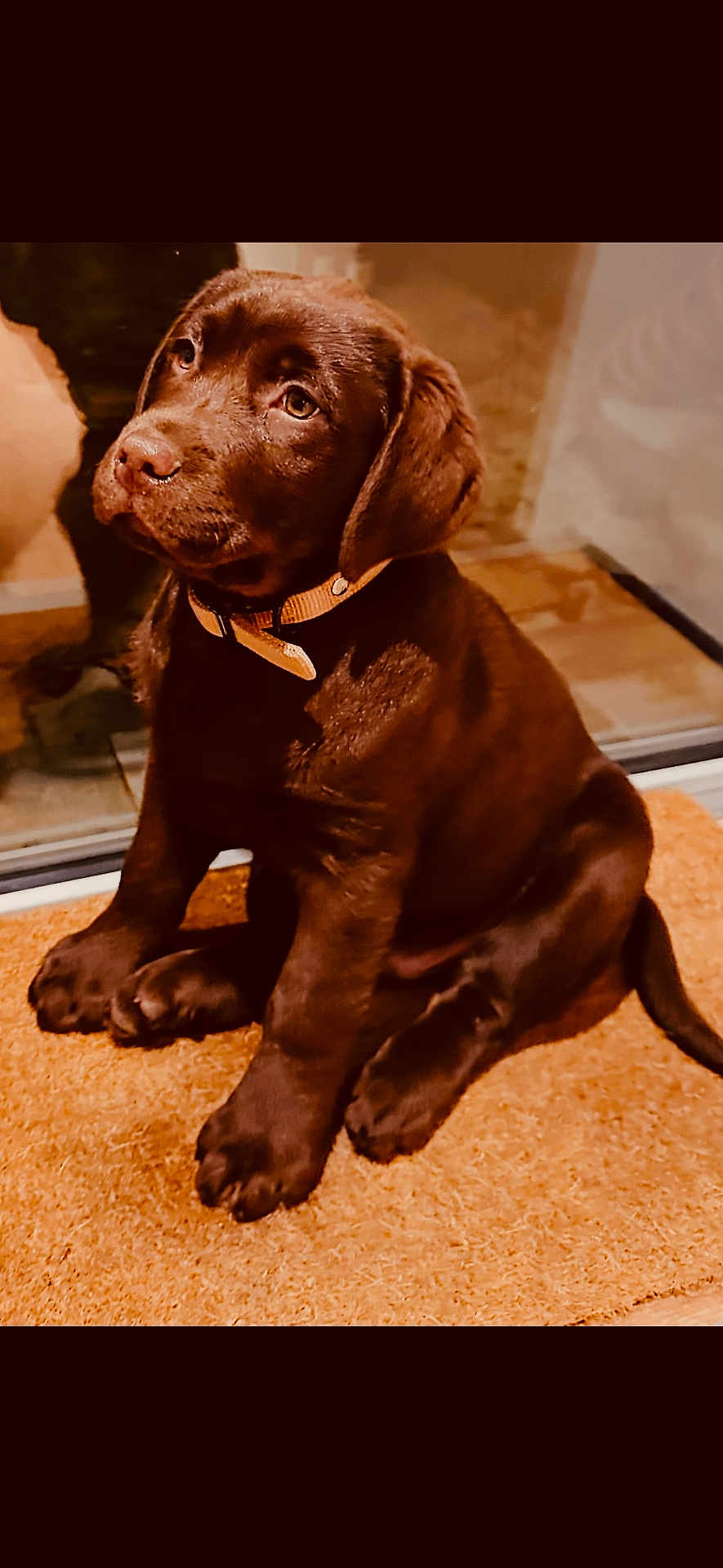 Api a rejoint le concours — aidez-le/la à gagner de superbes lots ! puppy, dog, labrador, chocolate, brown_fur, pet, collar, doormat, indoor, sitting, young_dog, cute, animal, canine, portrait, looking_up, ears, paws, floor, waiting