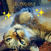 Ramses participe au concours pour gagner de l'argent avec cette photo : abyssinian, advertisement, animal, book, cat, claw, egyptiancat, electronics, hardware, hook, kitten, manx, number, person, pet, poster, publication, sleeping, symbol, toy