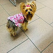 Prada joined the competition — help win amazing prizes! dog, small_dog, yorkshire_terrier, pet, pink_dress, hair_clip, indoor, tiled_floor, cute, fur, animal, looking_up, standing, companion_animal, domestic_animal, small_pet, adorable, playful, curious, clothing