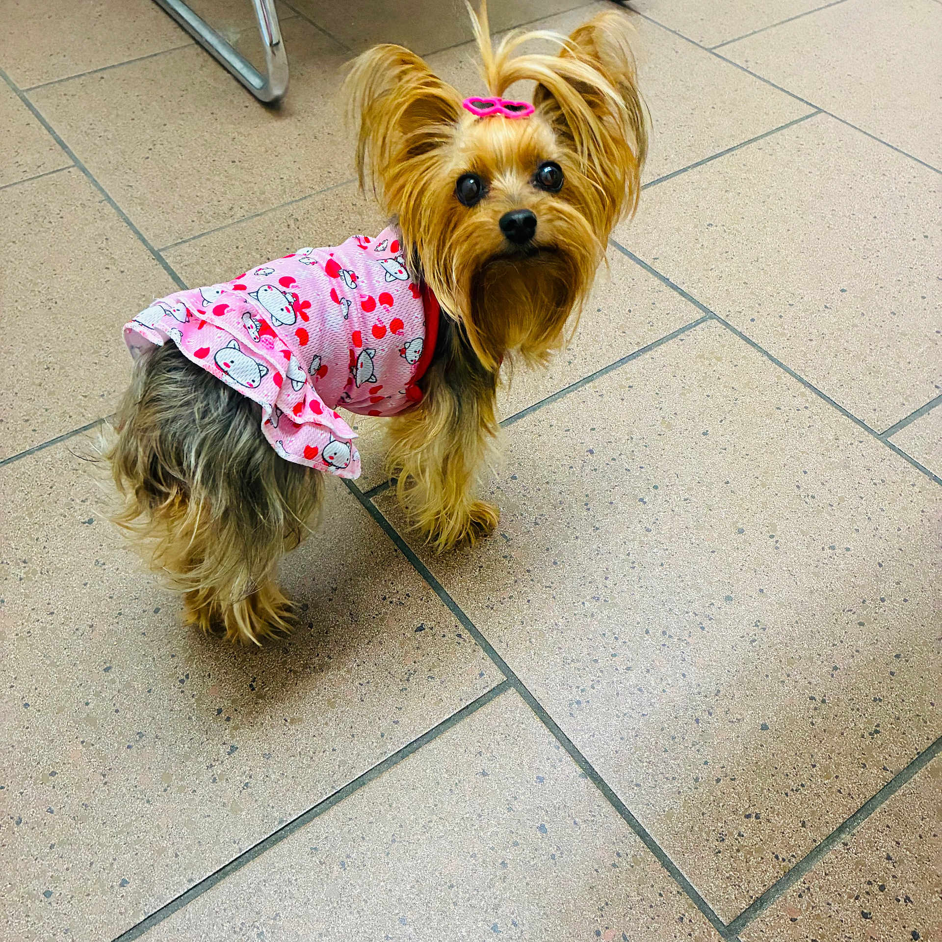 Prada joined the competition — help win amazing prizes! dog, small_dog, yorkshire_terrier, pet, pink_dress, hair_clip, indoor, tiled_floor, cute, fur, animal, looking_up, standing, companion_animal, domestic_animal, small_pet, adorable, playful, curious, clothing