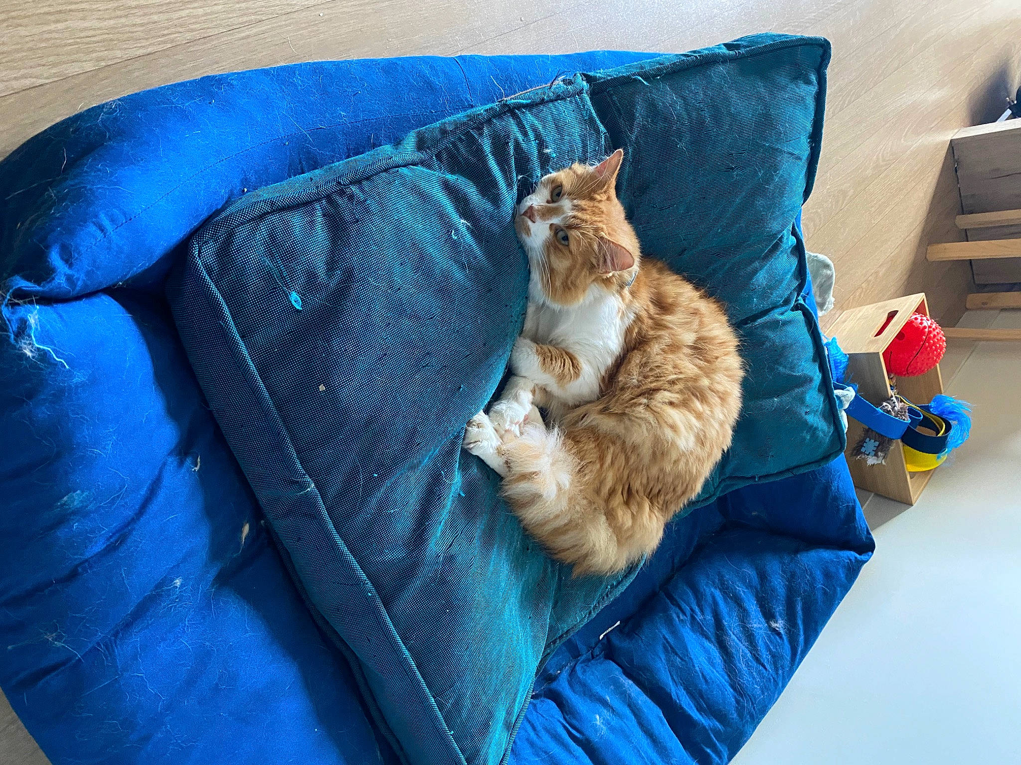 Boubeau participe au concours pour gagner de l'argent avec cette photo : bag, bedding, blue, carnivore, cat, comfort, couch, domestic_short_haired_cat, electric_blue, felidae, fur, linens, luggage_and_bags, pillow, small_to_medium_sized_cats, tail, textile, throw_pillow, tree, whiskers