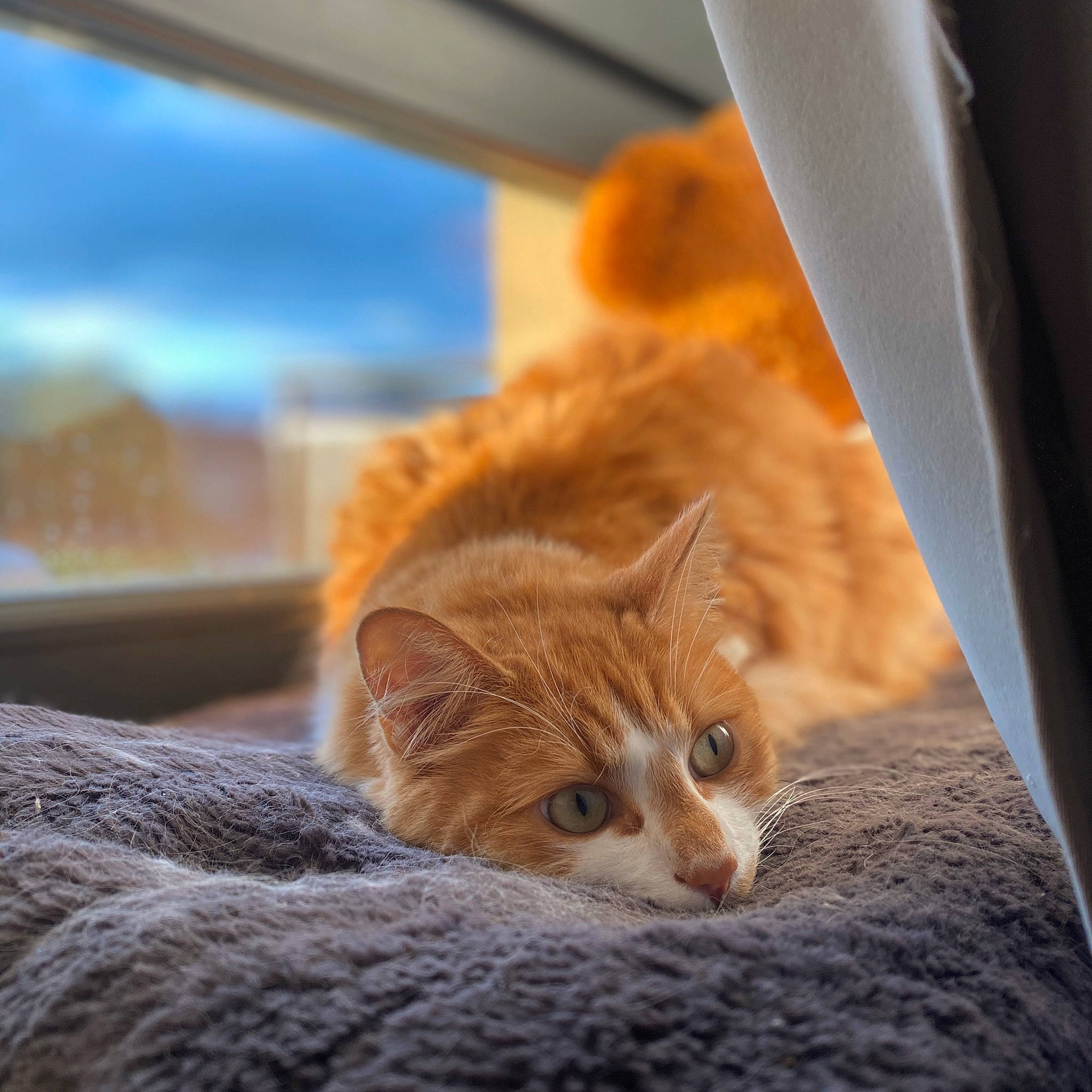 Boubeau a rejoint le concours — aidez-le/la à gagner de superbes lots ! carnivore, cat, claw, comfort, domestic_short_haired_cat, fawn, felidae, fur, human_leg, paw, sand, sitting, small_to_medium_sized_cats, snout, tail, terrestrial_animal, tree, whiskers, window, wood