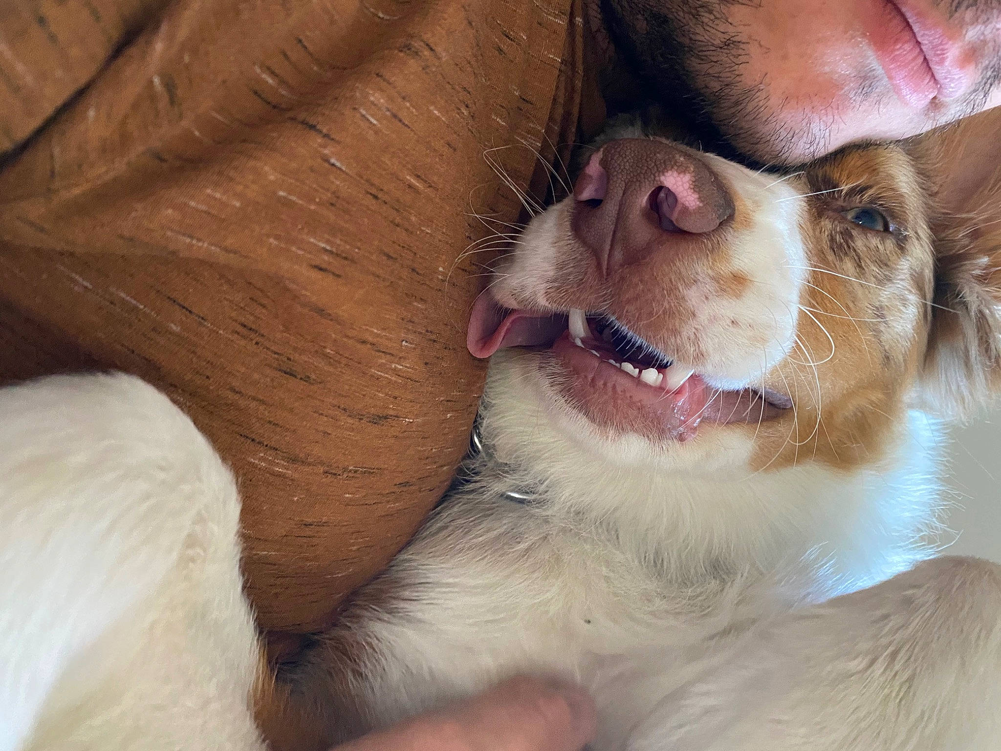 Boubeau participe au concours pour gagner de l'argent avec cette photo : canidae, carnivore, companion_dog, dog, dog_breed, ear, fang, fawn, felidae, fur, jaw, liver, nose, paw, smile, snout, sporting_group, whiskers, working_animal, yawn