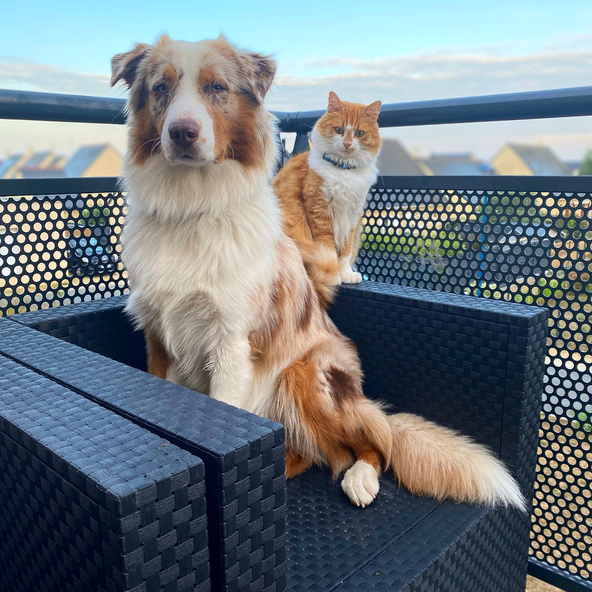 Boubeau a rejoint le concours — aidez-le/la à gagner de superbes lots ! blue, canidae, carnivore, cat, chair, cloud, companion_dog, dog, dog_breed, fawn, felidae, fur, outdoor_furniture, sky, small_to_medium_sized_cats, sporting_group, tail, whiskers, window, wood