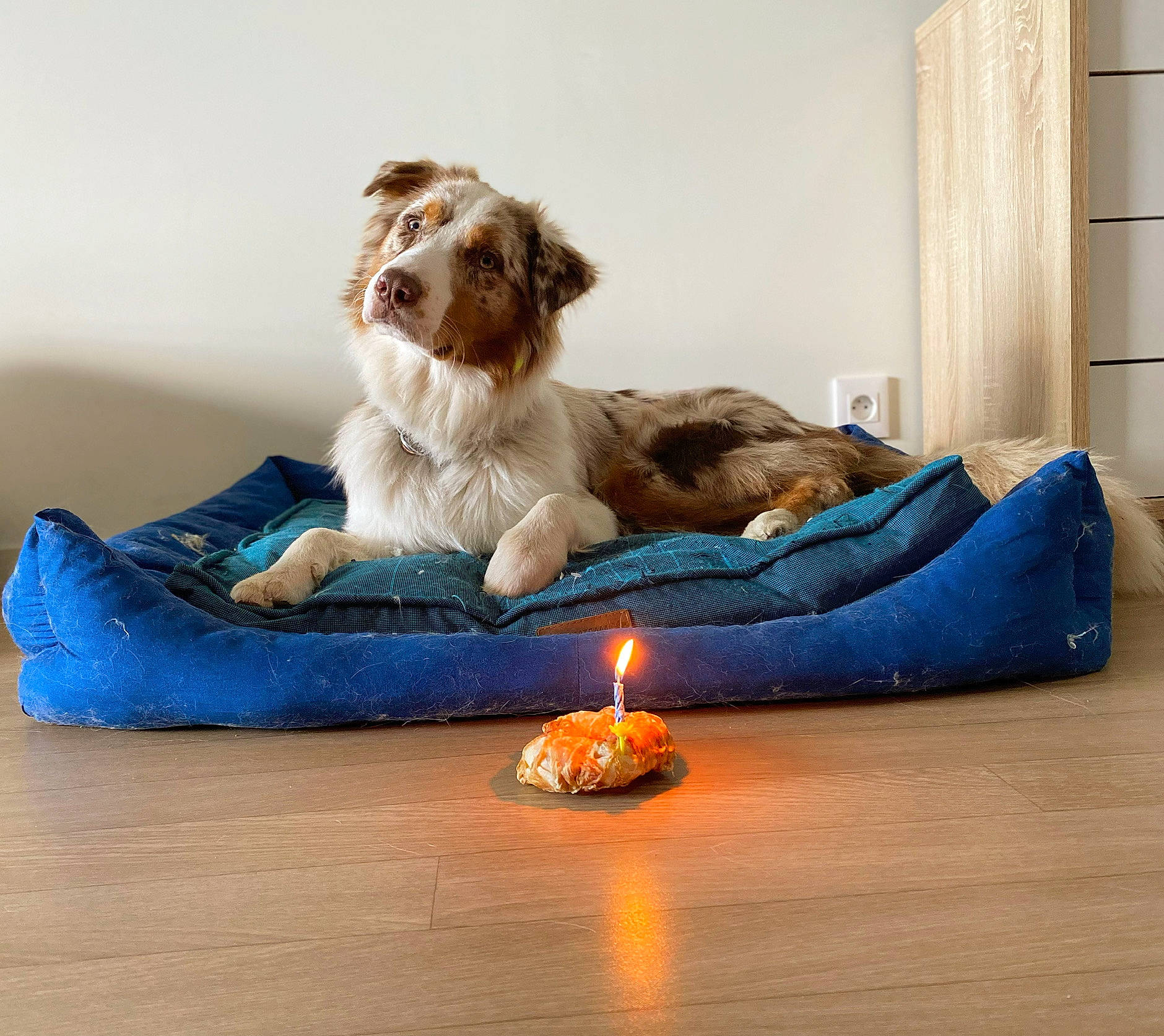 River participe au concours pour gagner de l'argent avec cette photo : candle, carnivore, comfort, companion_dog, dog, dog_breed, facial_hair, felidae, flooring, fur, hardwood, laminate_flooring, linens, paw, room, sitting, sporting_group, toy, wood, wood_flooring