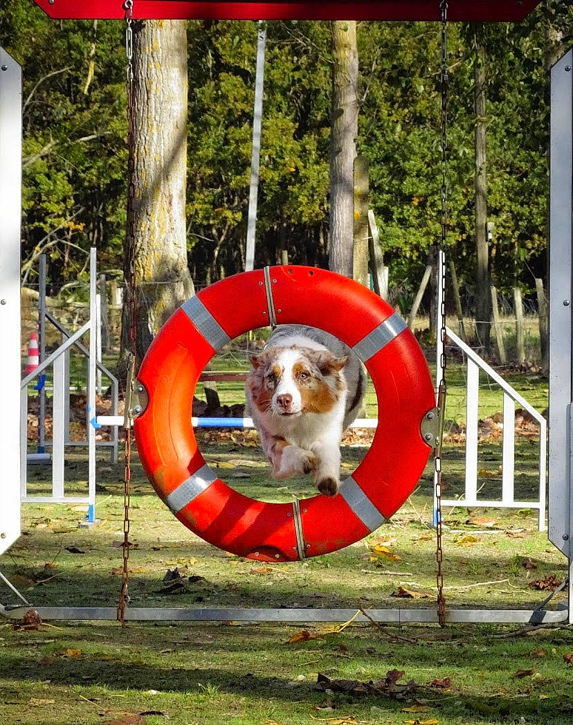 River a rejoint le concours — aidez-le/la à gagner de superbes lots ! canidae, carnivore, companion_dog, dog, dog_breed, event, fun, grass, leisure, lifebuoy, pet_supply, plant, pole, recreation, red, signage, snout, sporting_group, toy, tree