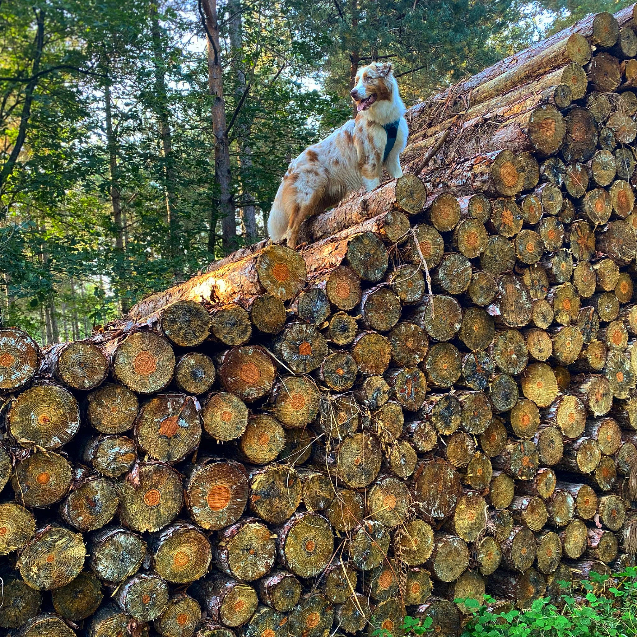 River participe au concours pour gagner de l'argent avec cette photo : biome, circle, companion_dog, dog, dog_breed, forest, grass, landscape, logging, lumber, natural_landscape, natural_material, plant, tree, tree_stump, trunk, wood, woodland, woody_plant, working_animal