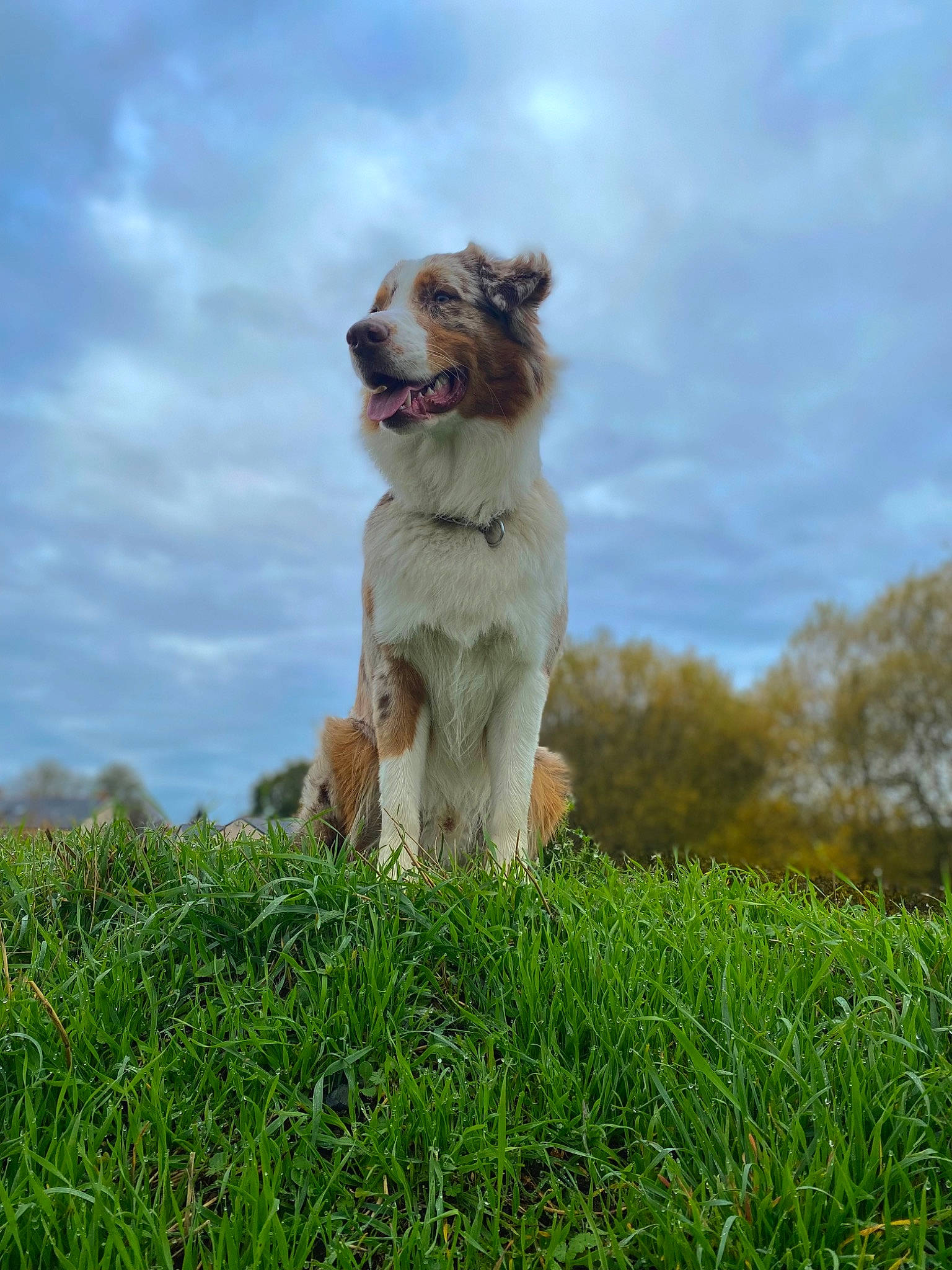 River participe au concours pour gagner de l'argent avec cette photo : canidae, carnivore, cloud, companion_dog, cumulus, dog, dog_breed, fang, fawn, grass, grassland, herding_dog, pasture, plant, sky, snout, sporting_group, tail, tree, working_dog