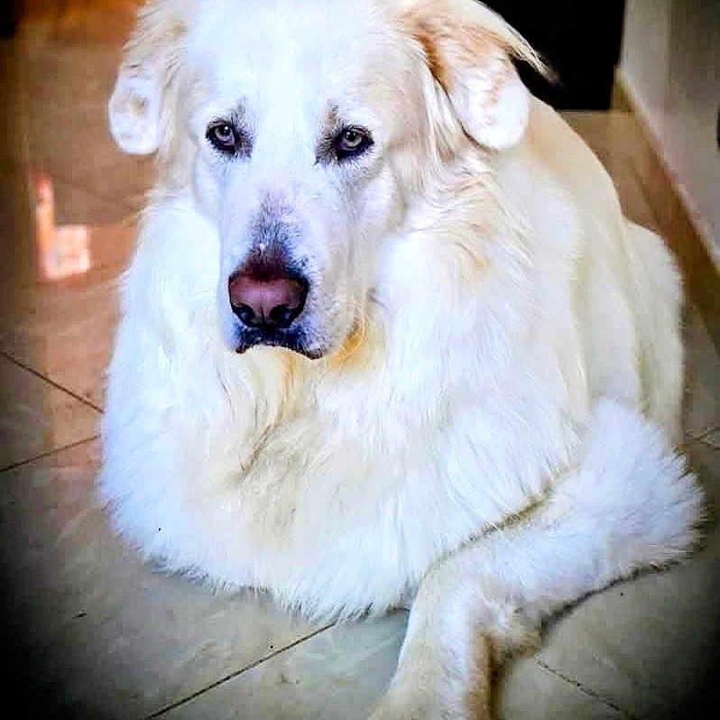 Rexou participe au concours pour gagner de l'argent avec cette photo : dog, white_dog, fluffy, pet, animal, indoor, floor, tile_floor, lying_down, close_up, portrait, canine, fur, nose, ears, paw, resting, calm, domestic_animal, companion